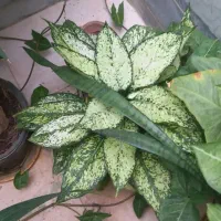 گل های زیبا