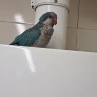 پرنده راهب نر