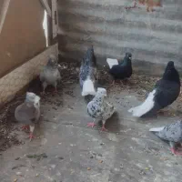 کبوتر دمسفید
