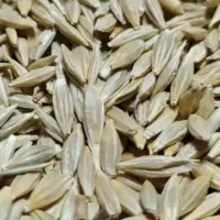 جوو|حیوانات مزرعه|همدان, |دیوار