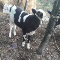 گاو شیری حامله با گوساله