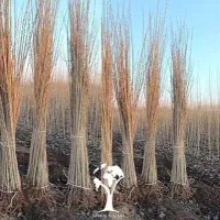 اجارباغ میوه باقیمت های مناسب و رسیدگی به درختان