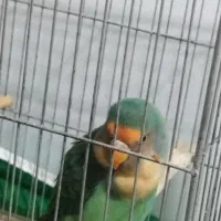 طوطی برزیلی سالم و سر حال و بالغ