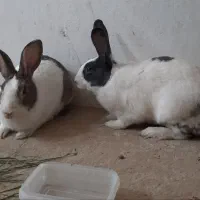 خرگوش بزرگ