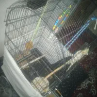 یه عدد عروس هلندی با قفس نو|پرنده|گرمسار, |دیوار