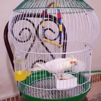 عروس هلندی جوجه 2 ماه