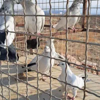 کفتر نوک قنار|پرنده|رودهن, |دیوار