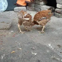 مرغ محلی درجه یک تخم مرغی هستن|حیوانات مزرعه|جوین, |دیوار