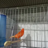 قناری نر سرخ مست مست