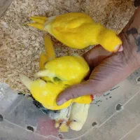 کاسکو ..شاه طوطی ..کاکاریکی|پرنده|شیراز, کوشک میدان|دیوار