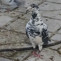 بزک سینه سفید|پرنده|شیراز, ارم|دیوار