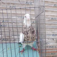کبوتر طوقی آجری عتیقه