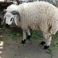 دو عدد غوچ یک ساله