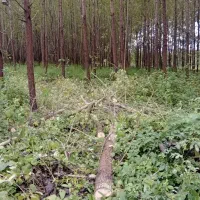 ۱۴۳۰۰متر مسکونی و باغات داخل طرح سند تک برگ|فروش زمین و ملک کلنگی|طاهرگوراب, |دیوار