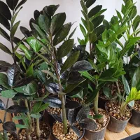 فروش گل طبیعی|گل و گیاه طبیعی|شیروان (خراسان), |دیوار