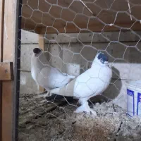 جفت پرستویی