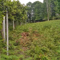 ۹۳۰ متر زمین ویودار  بالای تپه