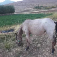 ماده