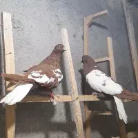 کبوتر ابلغ دم سفید|پرنده|مشهد, انصار|دیوار