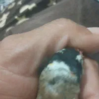 سهره|پرنده|قزوین, |دیوار