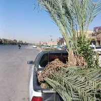 فروش نخل خرما ونهال مرکبات ارسال رایگان
