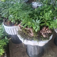 بنسای پیتسپروم (میخک هندی)