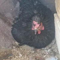 مرغ کرچ