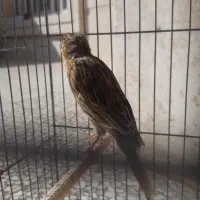 قناری ماده|پرنده|مرودشت, فاز اول شهرک فرهنگیان|دیوار