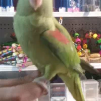 فروش تمامی طوطی ها و پرندگان زینتی|پرنده|تبریز, |دیوار