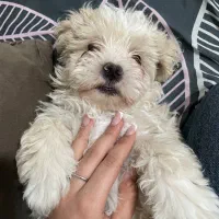 شیتزو تریر نر واگذاری