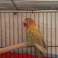 طوطی برزیلی