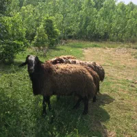 ۴ راس گوسفند نر افشار نژاد دار به قیمت کشتار