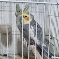 جفت عروس هلندی باقفس ووسایل