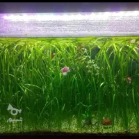 آکواریوم تکمیل