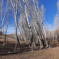 خرید چوب و درخت تر و خشک|خدمات باغبانی و درختکاری|کوثر, |دیوار