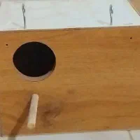لانه مرغ عشق و پرنده