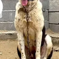 سگ ماده