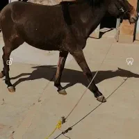 فروشی|حیوانات مزرعه|مسجد سلیمان, |دیوار