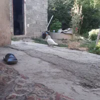کبوتر گم شده