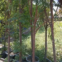 سنجد نهال و درخت گل وگیاه نصاب سرویس سیار فضای سبز|خدمات باغبانی و درختکاری|تهران, مهران (سیدخندان)|دیوار