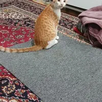 پیدا شده|حیوانات|کیش, |دیوار