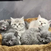 بچه گربه اسکاتیش بلو|گربه|تهران, تهرانسر مرکزی|دیوار