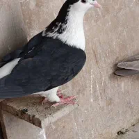 کبوتر|پرنده|اهواز, کیانشهر|دیوار