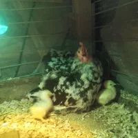 مرغ کوشین بلک متلد اصیل باجوجه قوغاز و غاز دورگ|حیوانات مزرعه|لاهیجان, بازکیاگوراب|دیوار