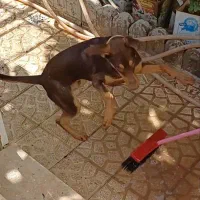 واگزاری سگ بزرگ به خانواده|سگ|مشهد, ابوذر|دیوار