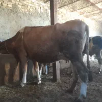 سه راس گاو شیری همراه با گوسالع