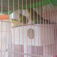 پرنده|پرنده|فردیس, فردیس|دیوار