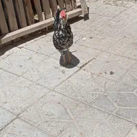 خروس گلین