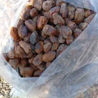 خرمازرد(کروت)