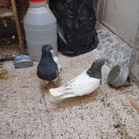 چندتا رنگه سار خوشکل